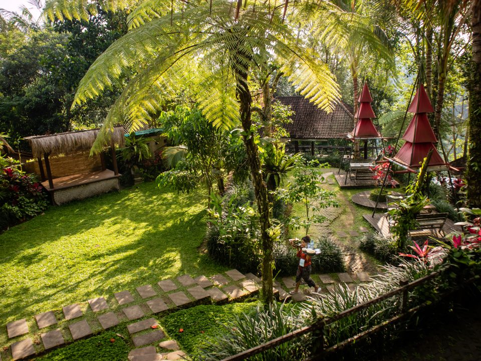 Jungle View Dining An Immersive Nature